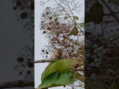 mng view #shorts @nirmal videos