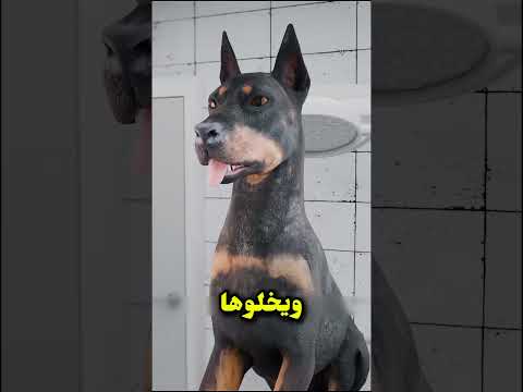 ليه بيقصوا ودان وديل الدوبيرمان؟ 🐕 #Doberman #كلاب #حيوانات