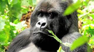 Tracking the Vanishing Mountain Gorilla - YouTube