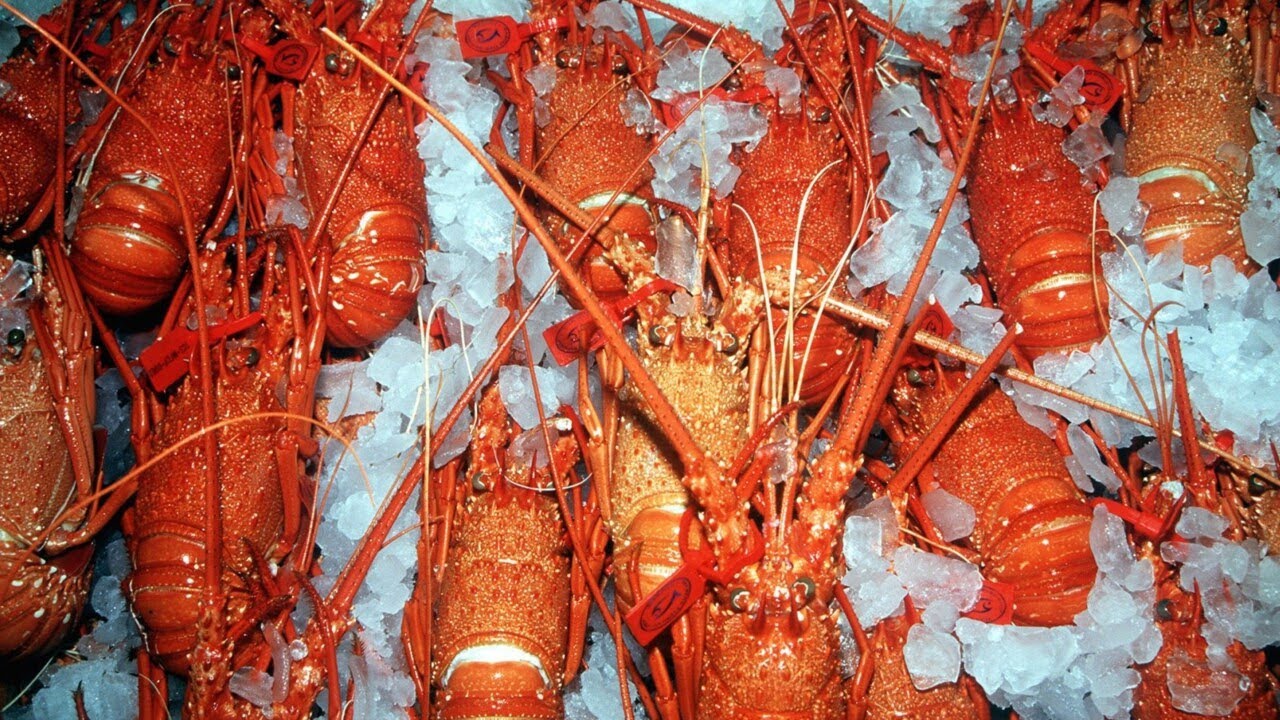 China is soon expected to lift South Australian lobster restrictions