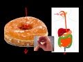 Understanding the Digestive System
