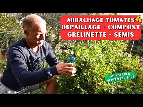 Semis après les tomates - potager 09/2024