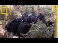 Chimpanzee Reactions to Death