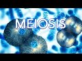 Exploring the Phases of Meiosis