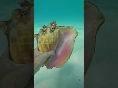 The luckiest moment 💕🐠 #shortvideo #water #ocean
