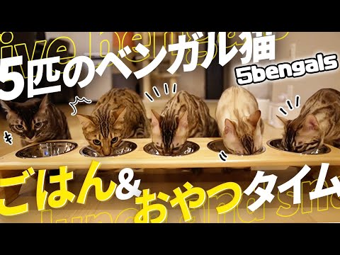 5bengalsの最新動画 Youtubeランキング