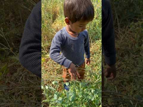 फसल की पहचान करते हुए बच्चों ने सीखा। #dspsantoshpatel #children