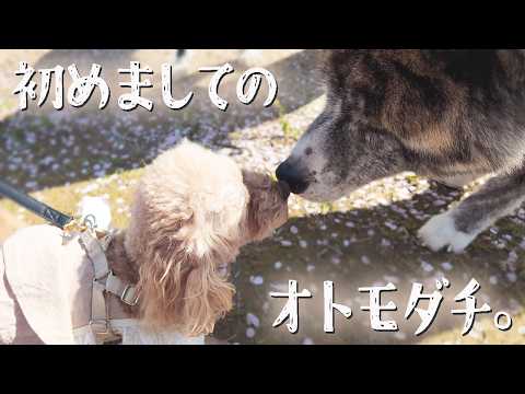 【秋田犬とトイプー】ドキドキ初對面!仲良くできるかな?【大型犬】【akita dog】
