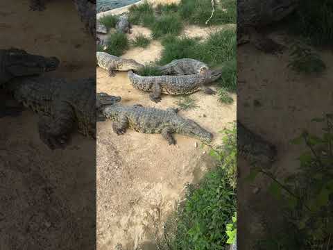 Bird getting step on instead eaten by crocodiles