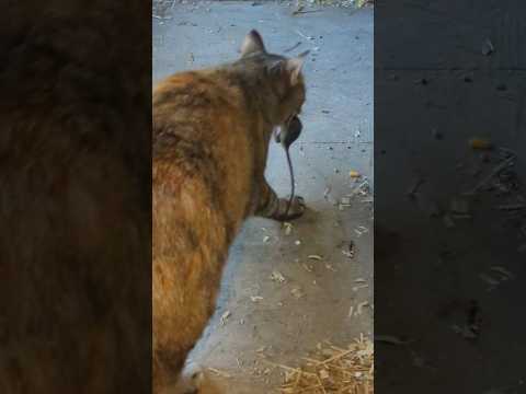 How Did These Cats Catch All These Rats? #barncats