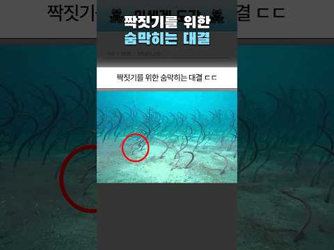 짝짓기를 위한 숨막히는 대결 ㄷㄷ