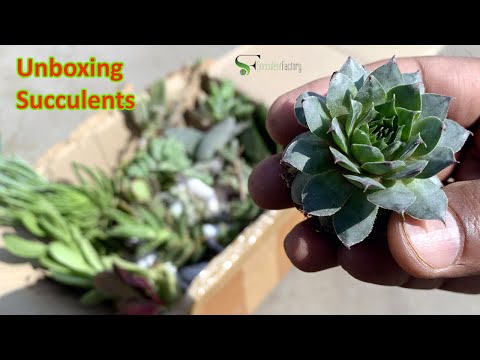 Unboxing Succulent Plants: A Plant Lover's Dream-Succulent Factory India