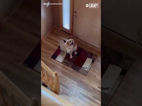 Dog hilariously realizes he's not home alone