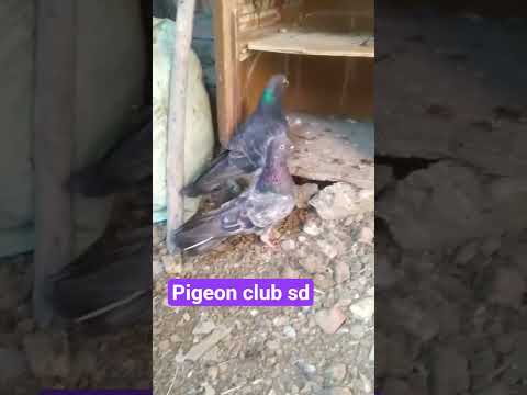 @chhip jamni jod#nice bird #high flayar kabutar#video short#