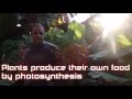 Photosynthesis and Banana Characteristics