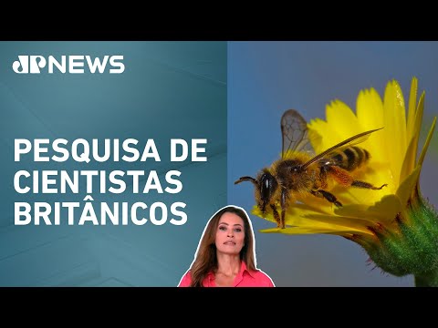 Uso excessivo de fertilizantes reduz número de polinizadores; Patrícia Costa analisa