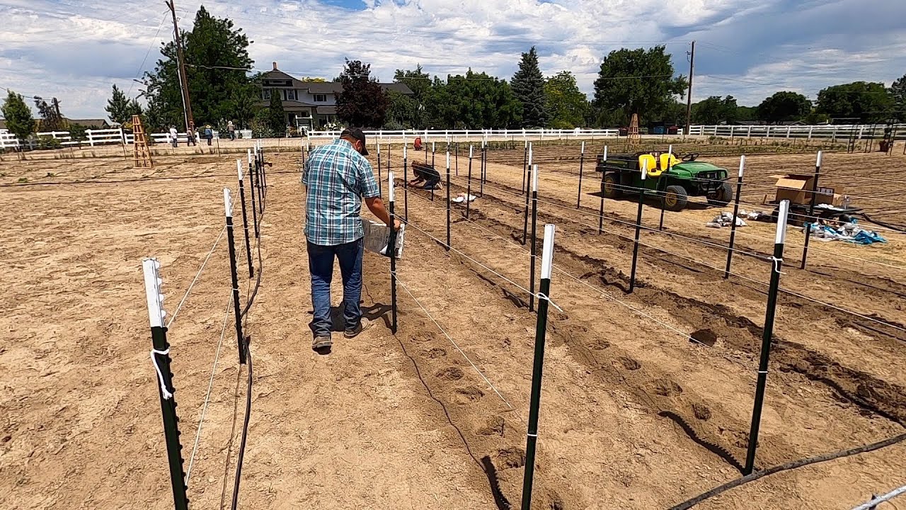 Finally Planting Dahlias!