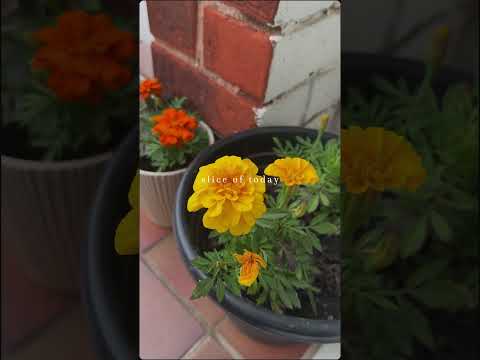 Morning walk with him ❤️❤️ #thaksha #minivlog #shorts