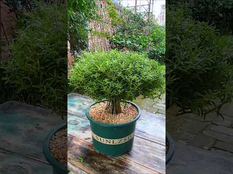 Simple planting creative Pruning portulaca flower a hot day #shorts #plants #viralvideo #garden