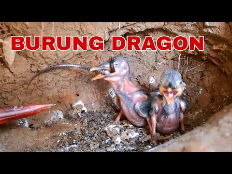 BURUNG PREDATOR RUMAHNYA ADA DI DALAM TANAH