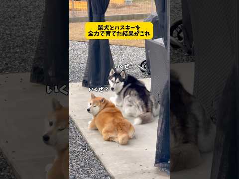 全力で愛犬を育てた結果がこれ（全てが愛おしい）#柴犬#シベリアンハスキー#shorts #shortvideo