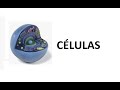 Understanding Knowledge, Formats, and Cellular Systems