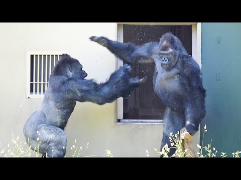 Gorilla Son surprises his Dad | The Shabani’s Group