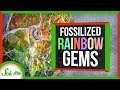 Ammolite and Ammonite Knowledge Assessment
