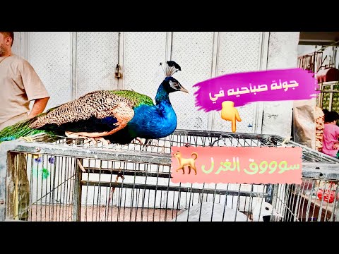 جولة في سوق الغزل