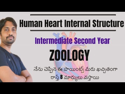 Heart Internal Structure Important Points || Intermediate Second Year Zoology 8 Marks Questions