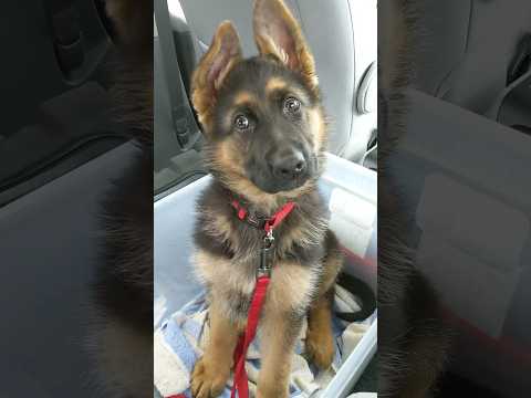 Only German Shepherds Do This!