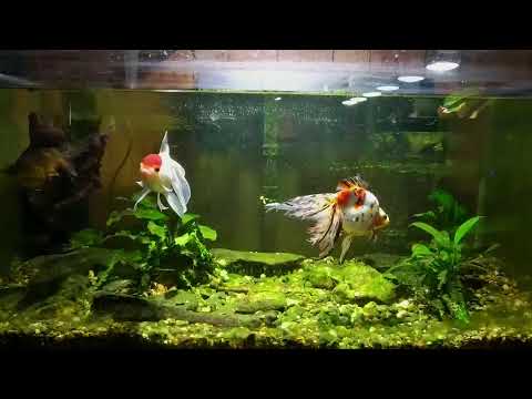 Sunday Fish N Hits w/ Dan Join this channel to get access to perks_
https_//www.youtube.com/channel/UCBdxLXjOdp26Ke8NQRt7eBg/j