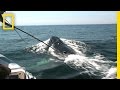 Humpback Whales and Critter Cam Exploration