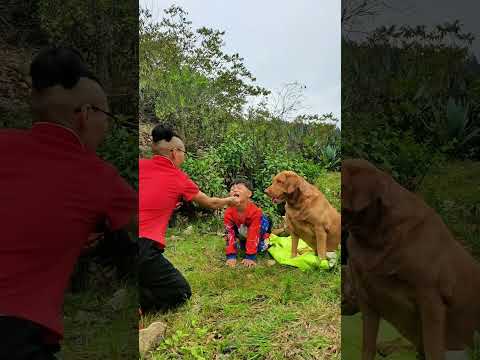 Rural life, agriculture, rural areas and farmersSmall dogs and big dogs are all obedient