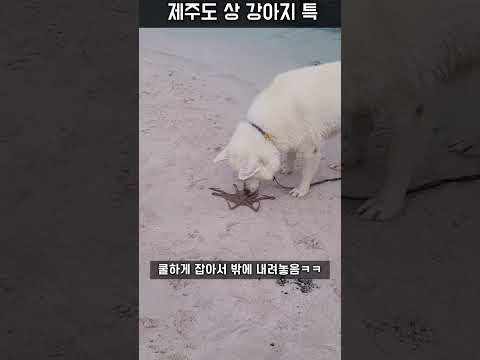 제주도 상강아지 특 문어잡음 ㅋㅋㅋ #보솜이 #문어잡는강아지 #dogs in