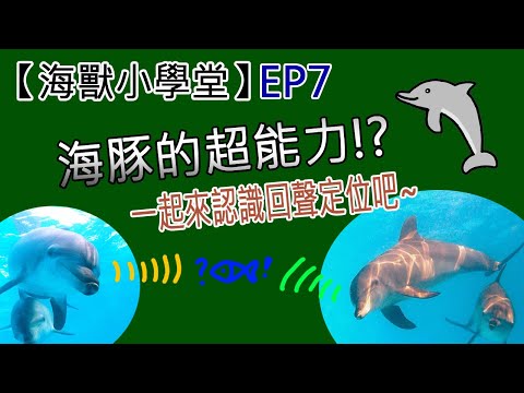 【海獸小學堂】EP7 海豚的超能力!? 一起來認識回聲定位吧~ - YouTube