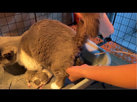 Short-legged cats give birth - part 1.