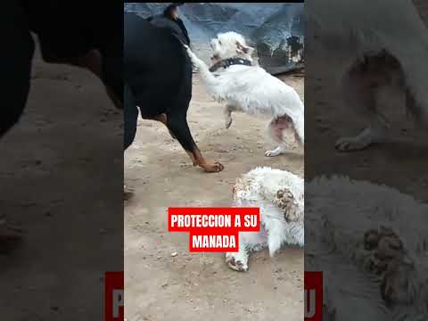 El Alfa se transforma en León para proteger a su manada