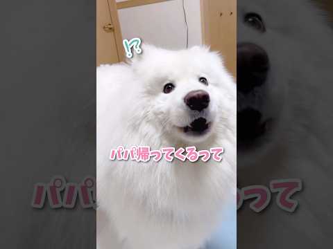大好きなパパの帰宅を知った大型犬の反応が可愛すぎる #サモエド #samoyed #癒し