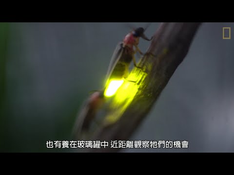 螢火蟲同步發光  是為了遇見對的牠 - YouTube