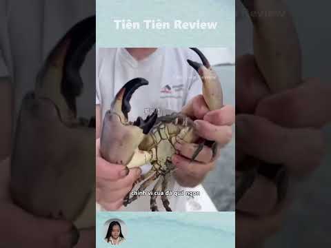 Loài Cua Đá Đang Dần Bị Tuyệt Chủng #short #shorts #viralvideo