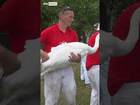 Royal swans count begins