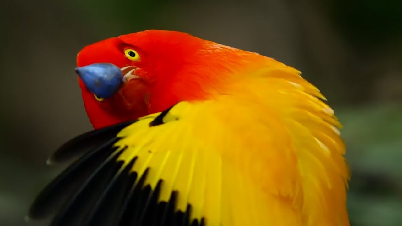 Most Unusual Mating Rituals Top 5 BBC Earth