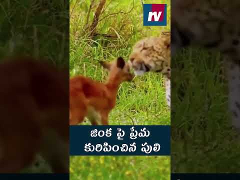 జింక పై ప్రేమ కురిపించిన పులి || #tiger #trending #viralnews #trendingshorts #viralshort #shots ||