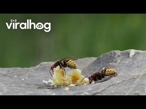 Hornet Catches Honeybee || ViralHog