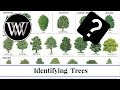 Identifying Trees by Leaf, Bark, and Fruit