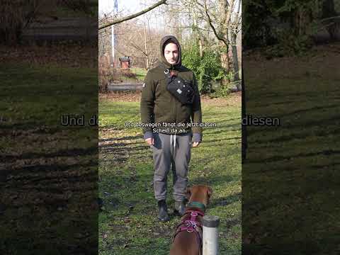 Dieser Hund versucht, mich zu manipulieren!
