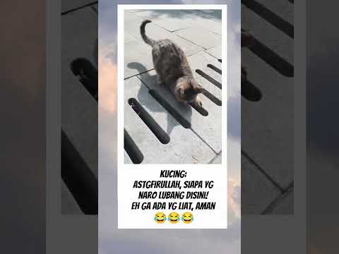 Tengsin kucing nya wkwkw #kucing #videolucu #fyp