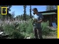 Medicinal Plants and Their Uses