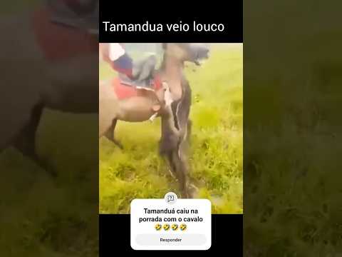 Tamanduá caiu na porrada com o cavalo 🤣🤣🤣🤣 #fazenda #pecuarista #gado #agro #cavalo #tamanduá #boi